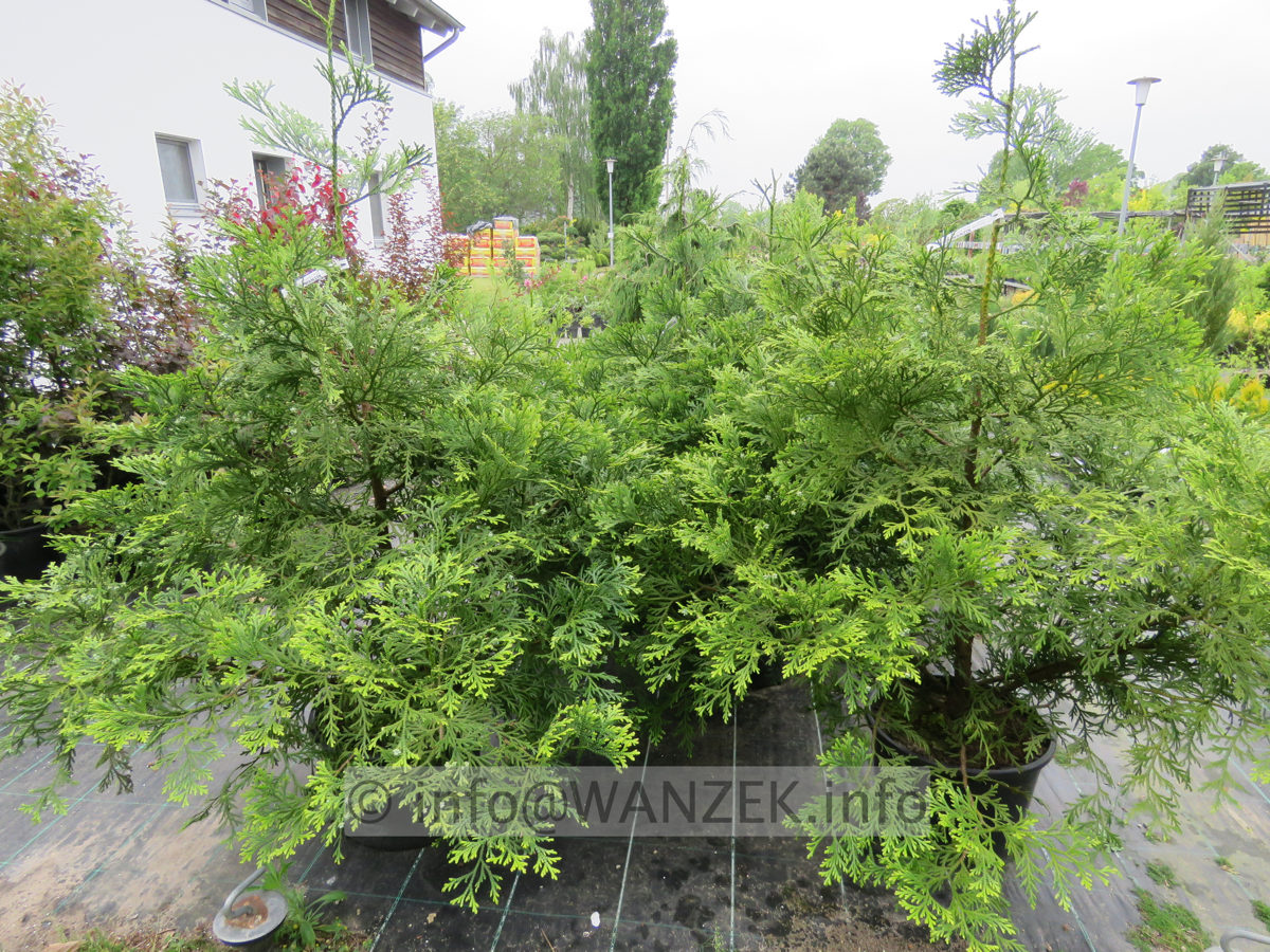 Thujopsis dolabrata 01.JPG